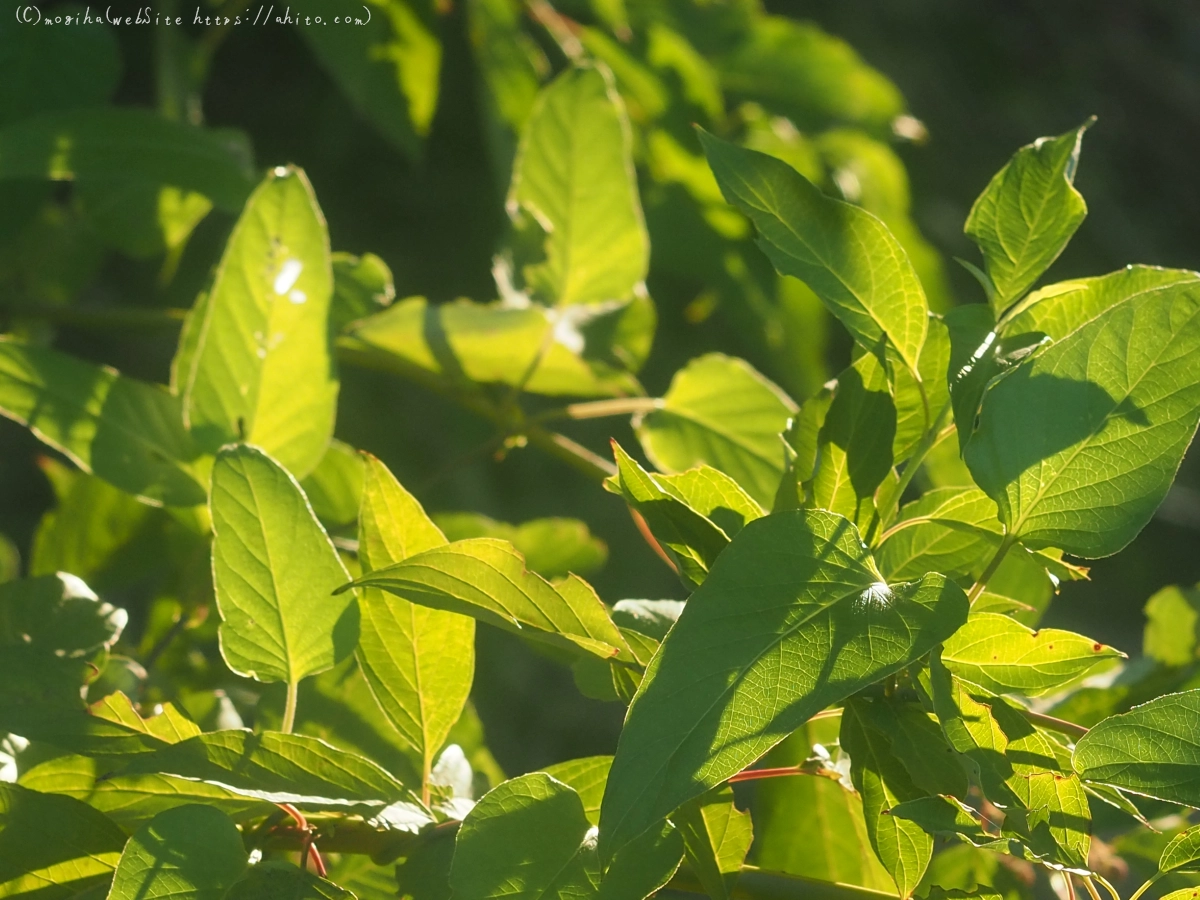 朝の散歩、花いろいろ - 15