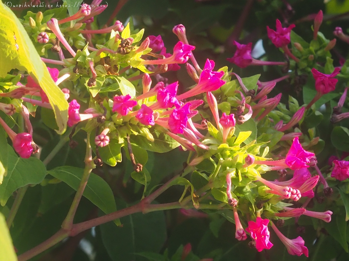 朝の散歩、花いろいろ - 17