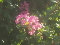 朝の散歩、花いろいろ