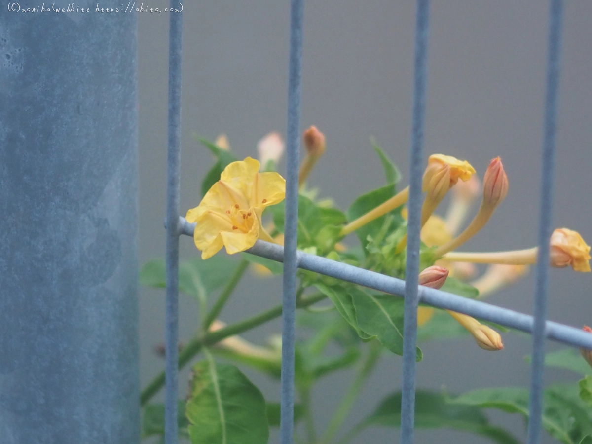 オシロイバナ - 07