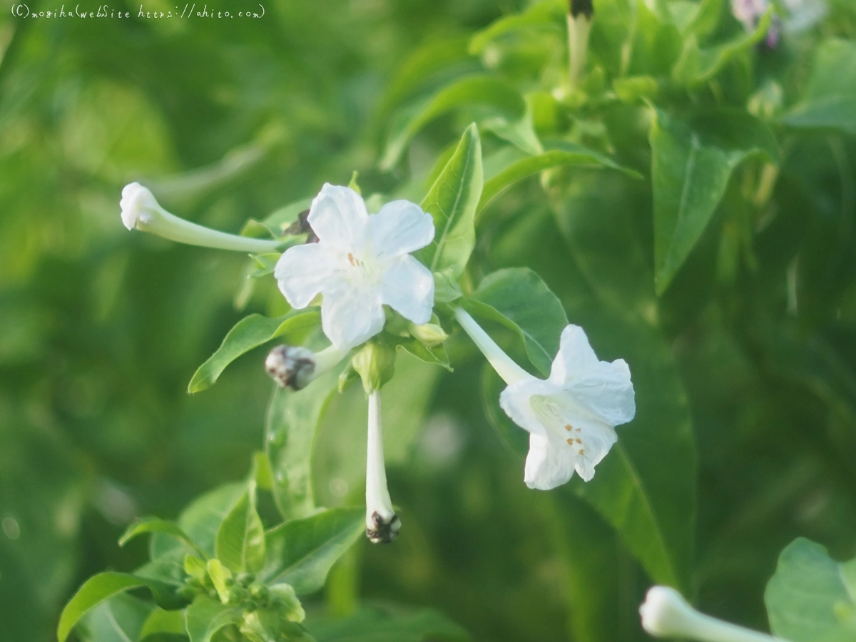 オシロイバナ - 14