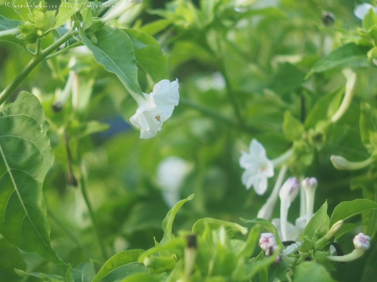 オシロイバナ - 15