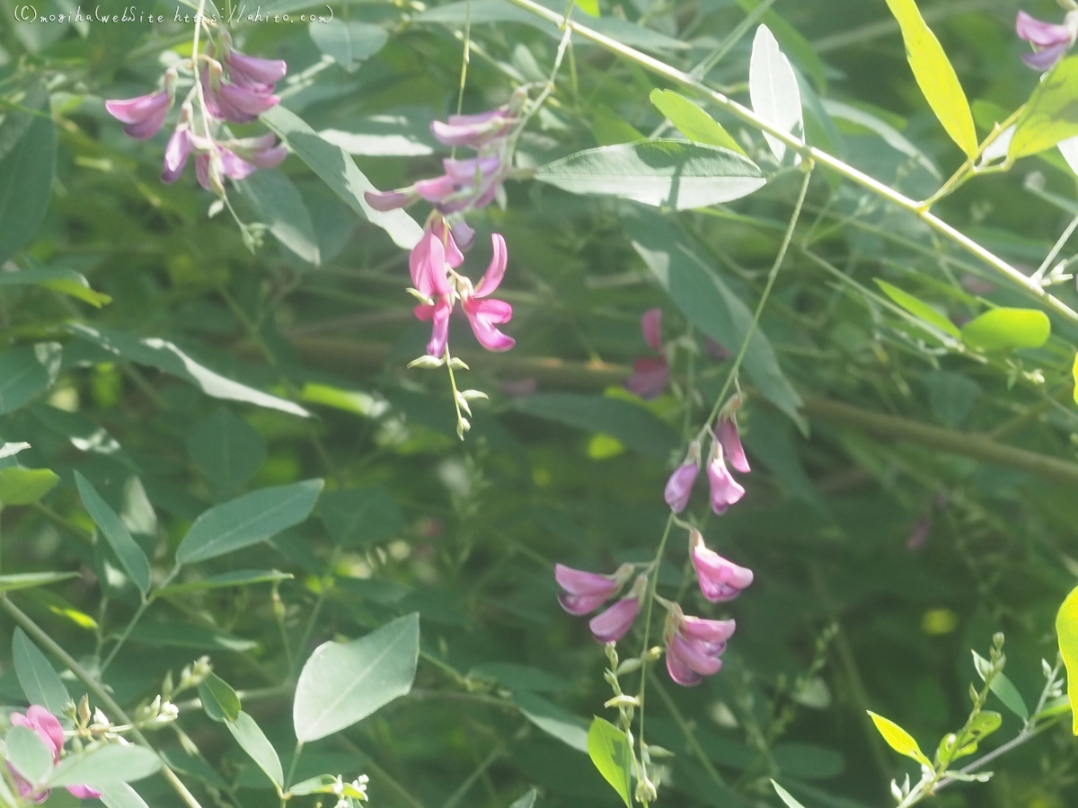 向島百花園の花々 - 14