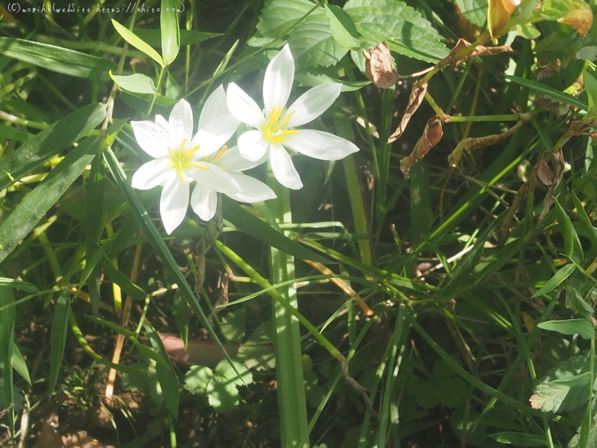 向島百花園の花々 - 39