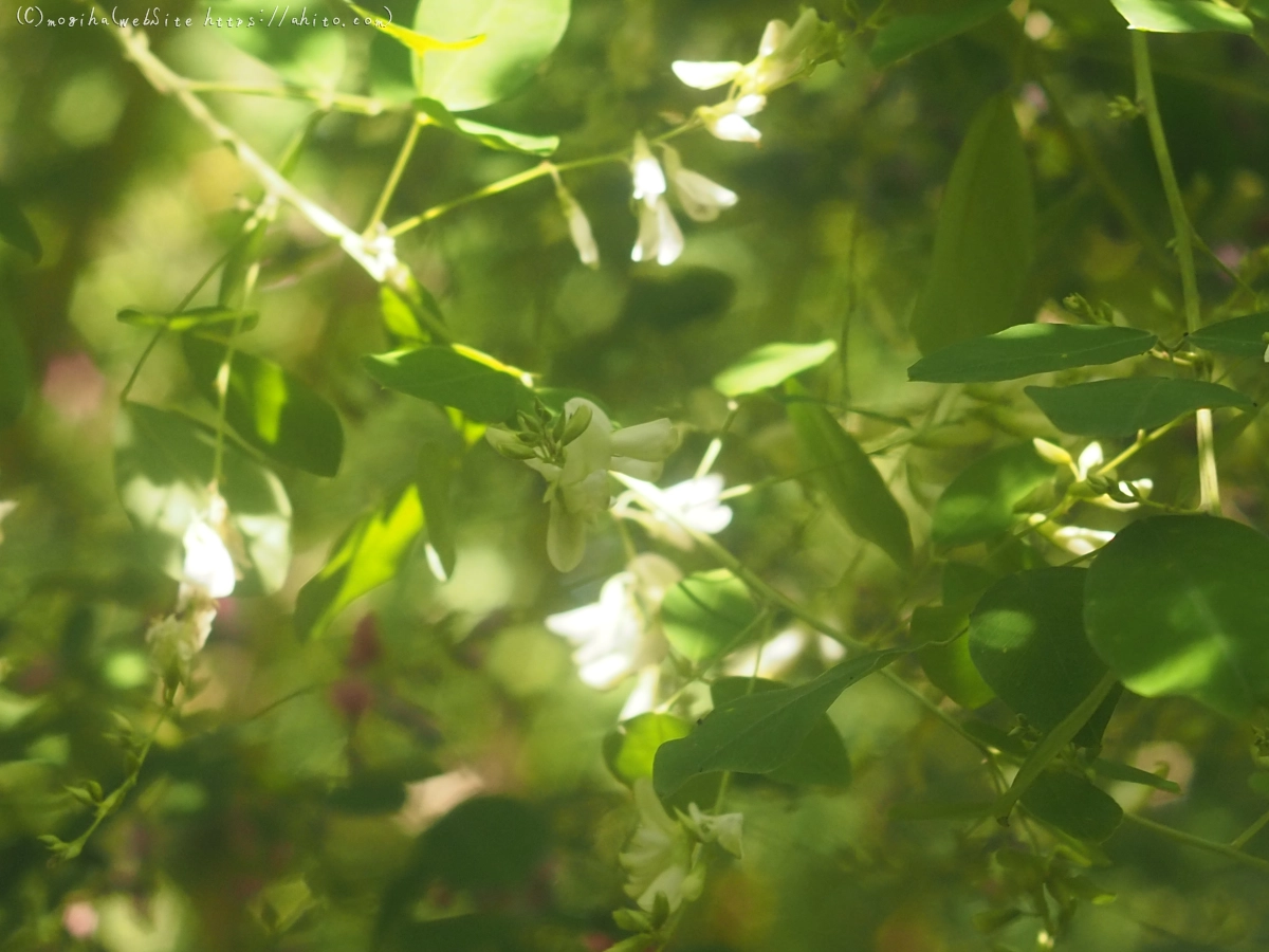 向島百花園のハギのトンネル - 16