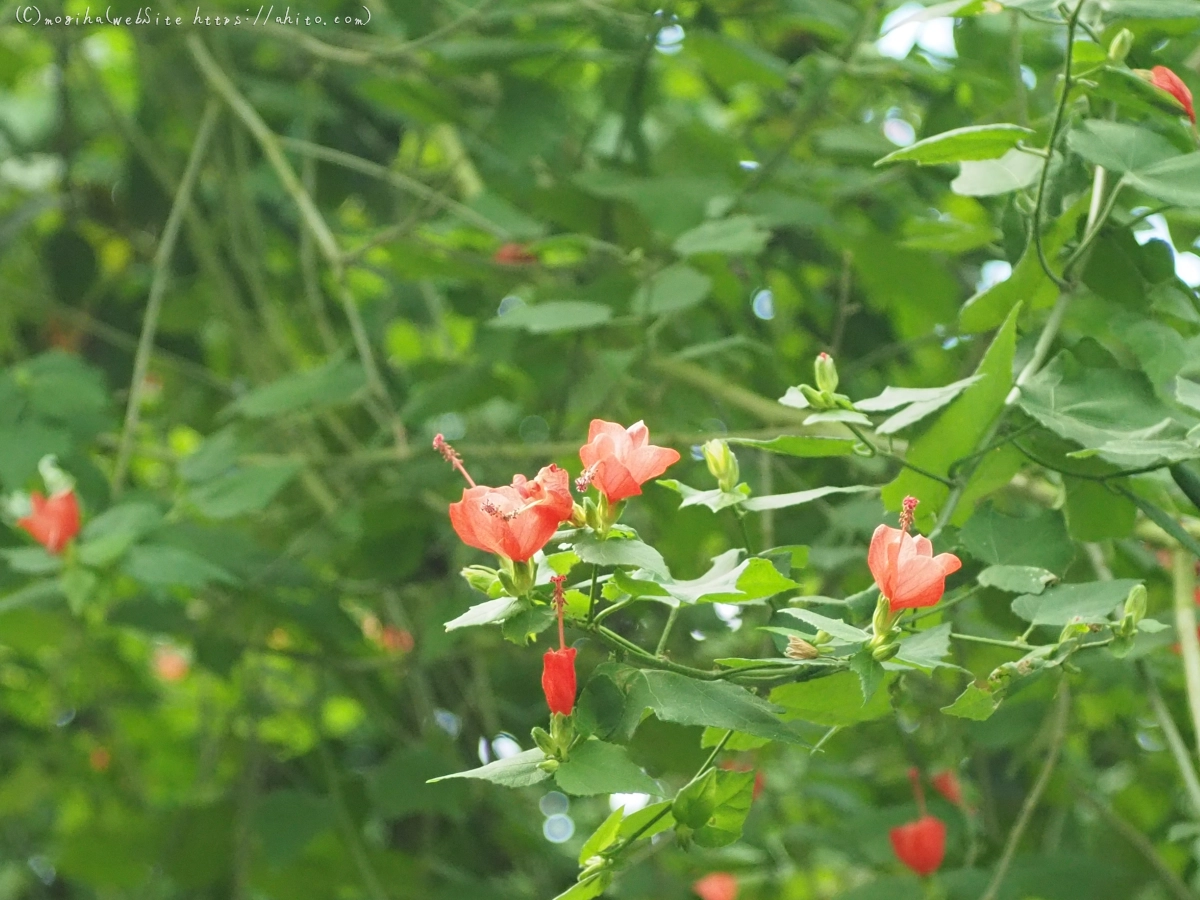 新宿御苑・温室 - 02