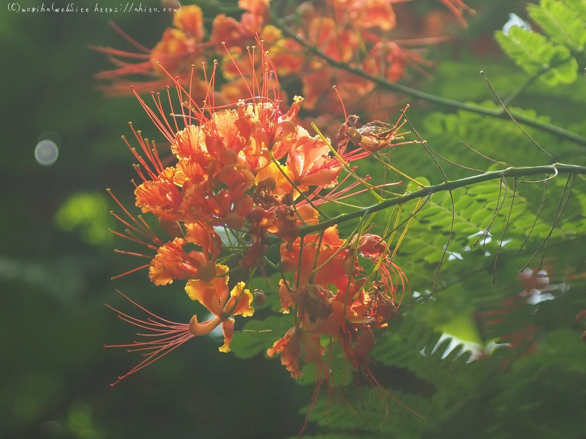 新宿御苑・温室 - 22