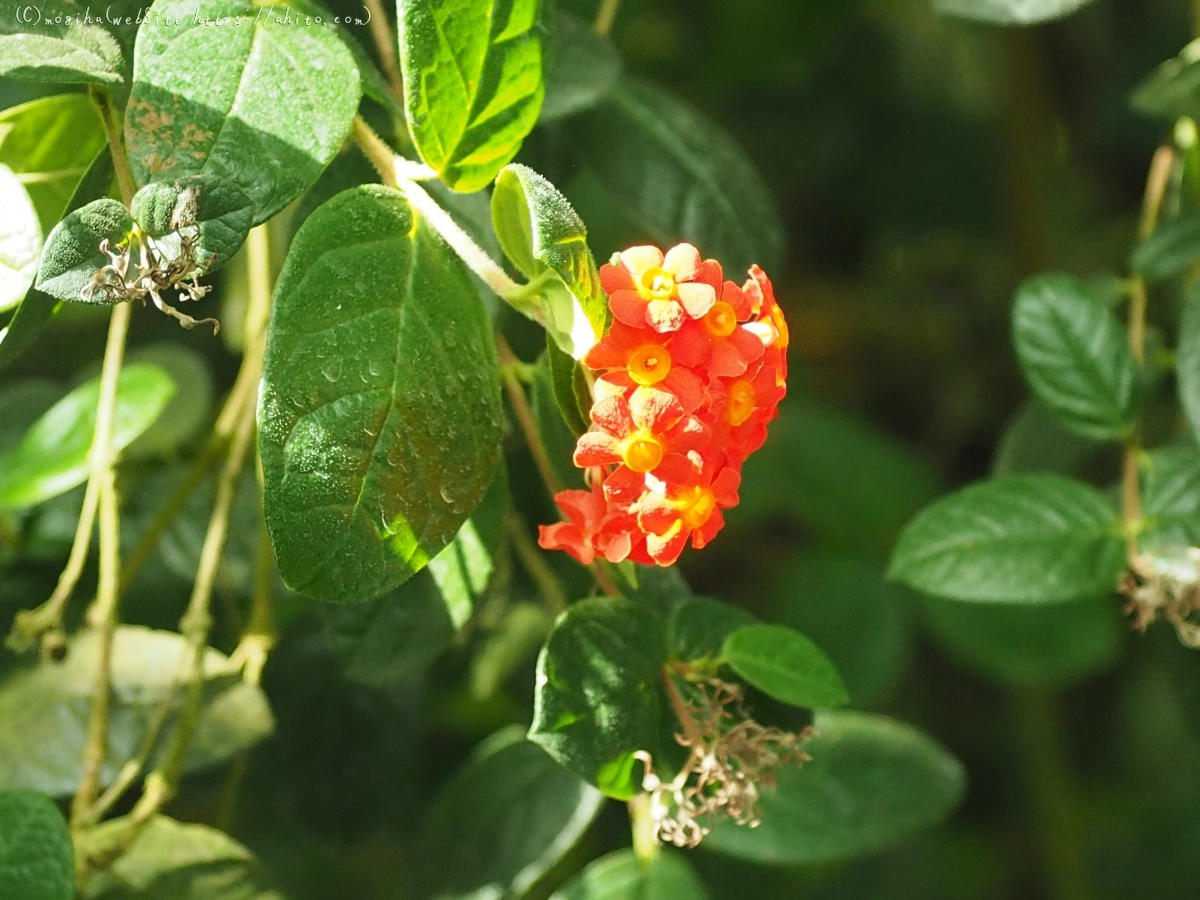 新宿御苑・温室 - 50