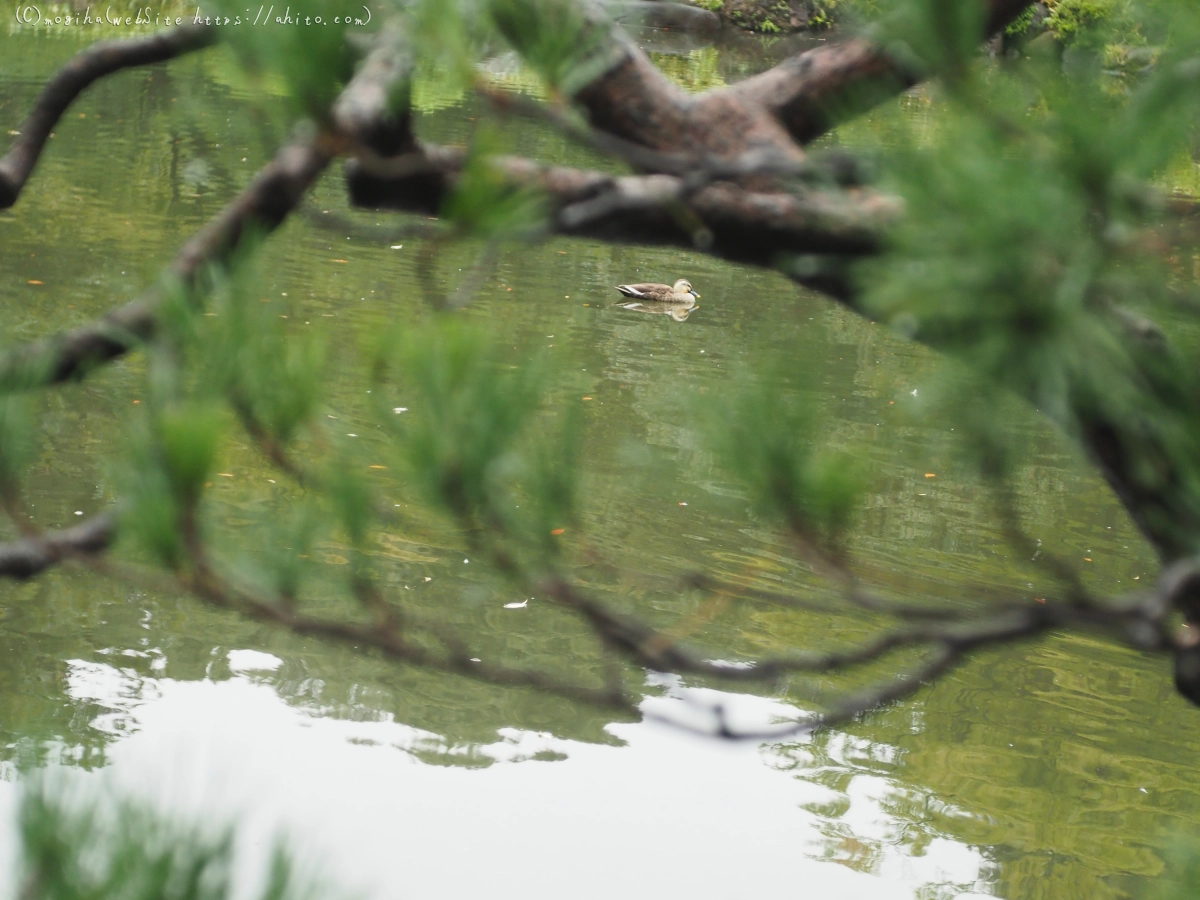 古河庭園 - 17