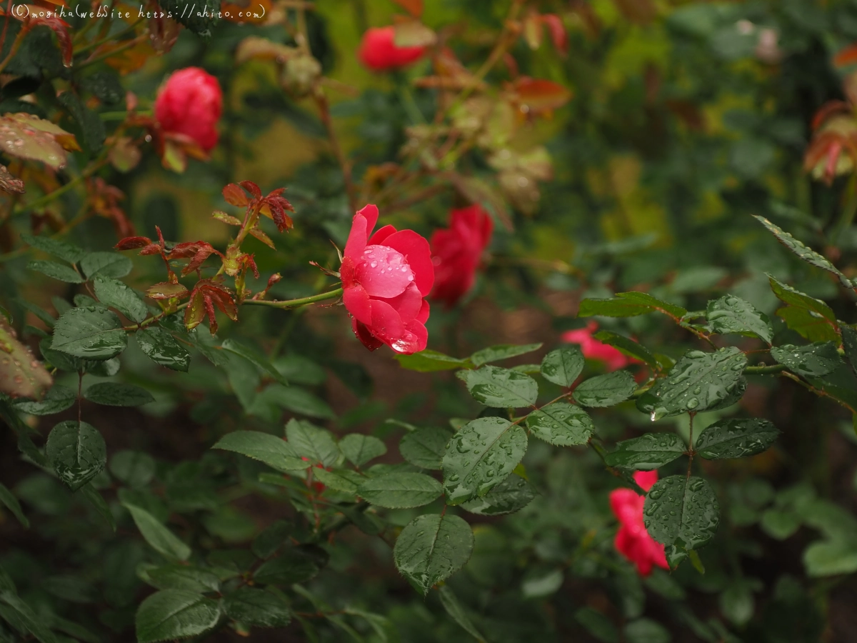 古河庭園の薔薇 - 01