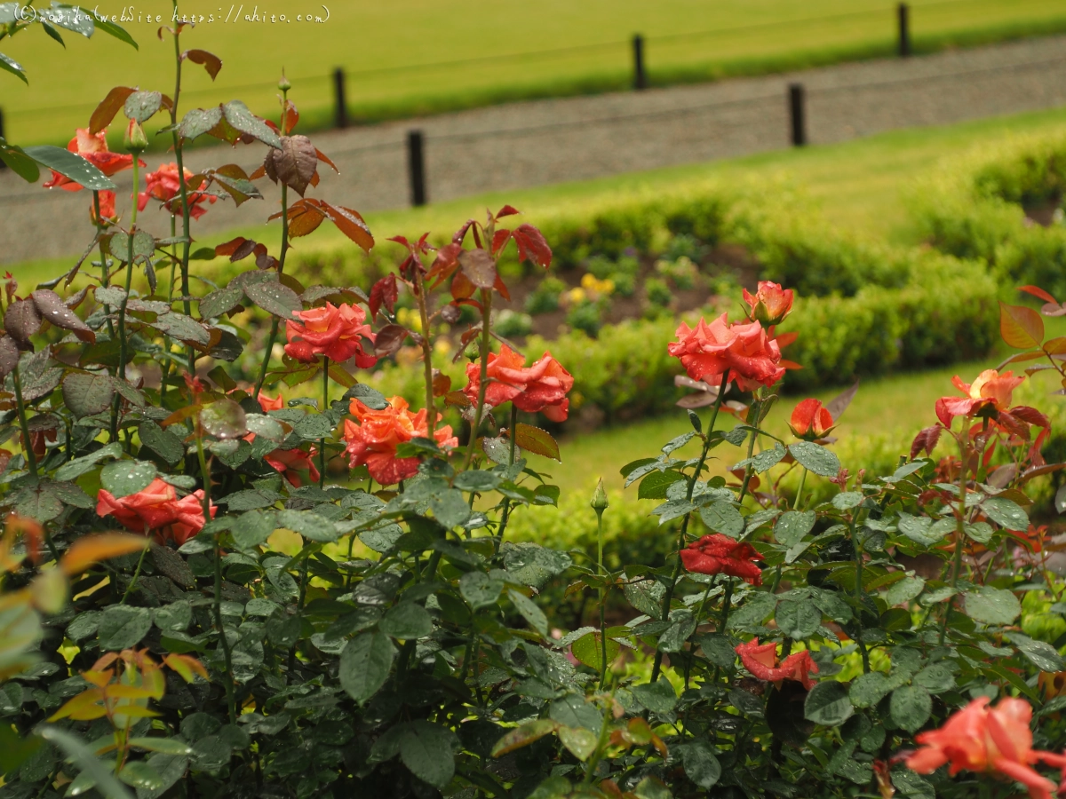 古河庭園の薔薇 - 03