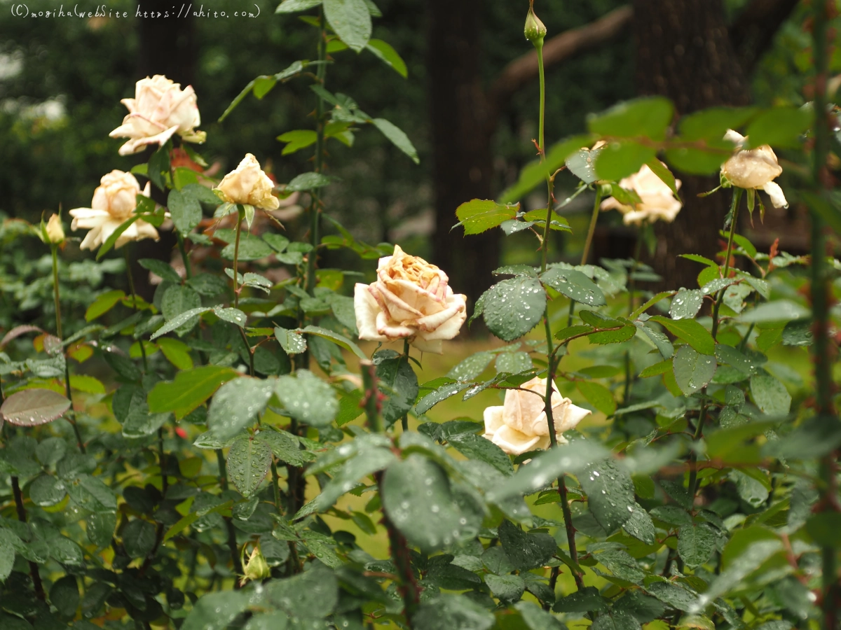 古河庭園の薔薇 - 05