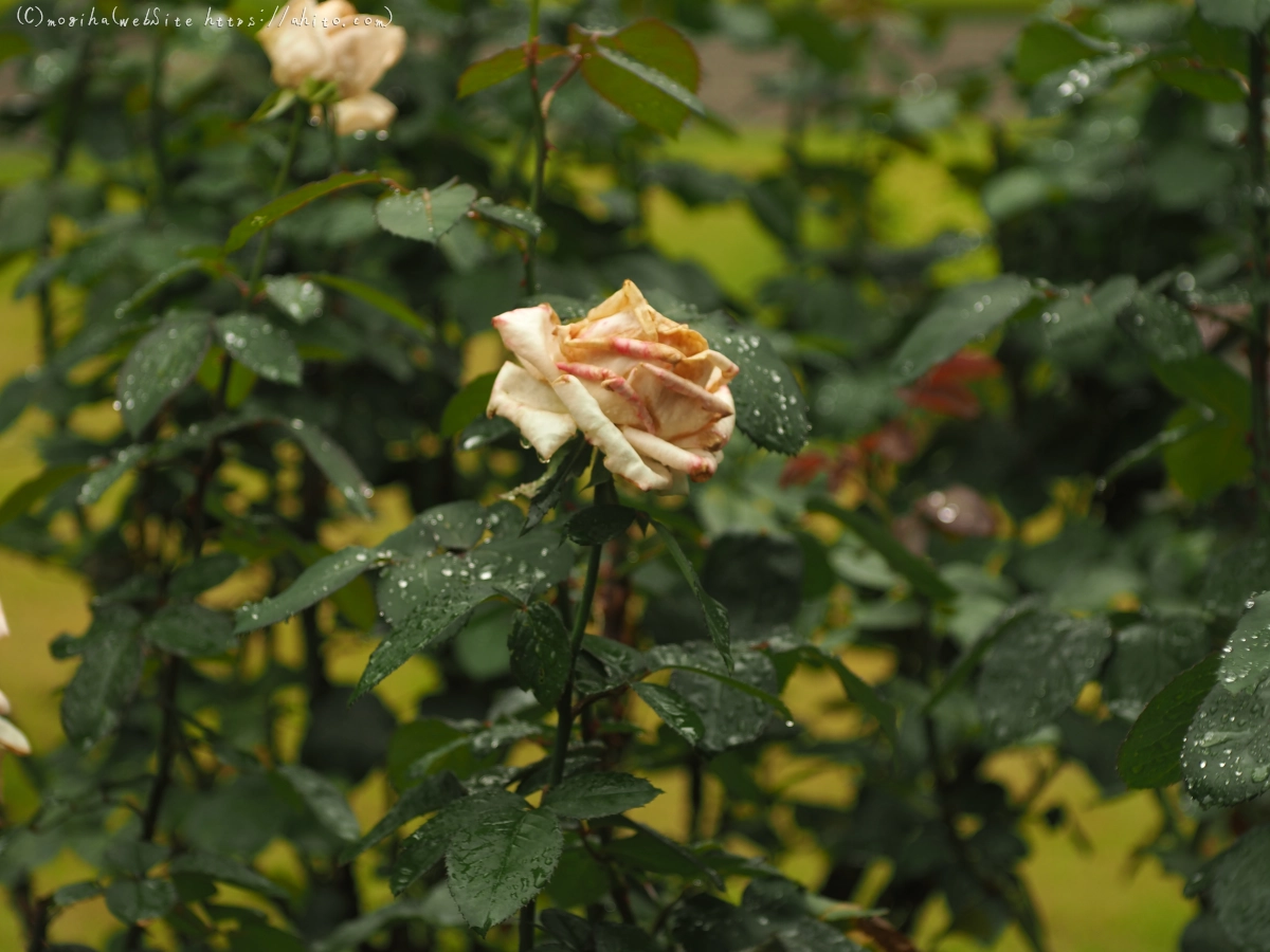 古河庭園の薔薇 - 06