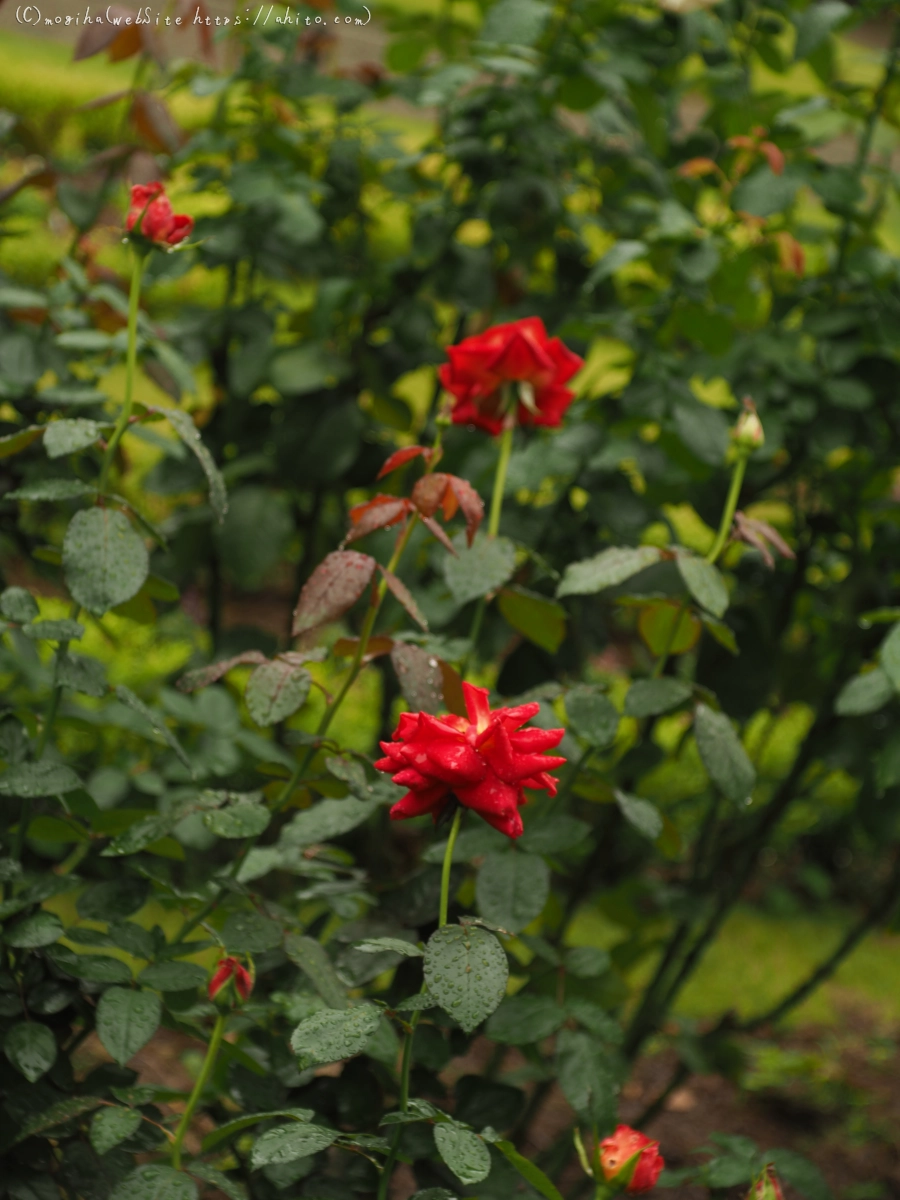 古河庭園の薔薇 - 09