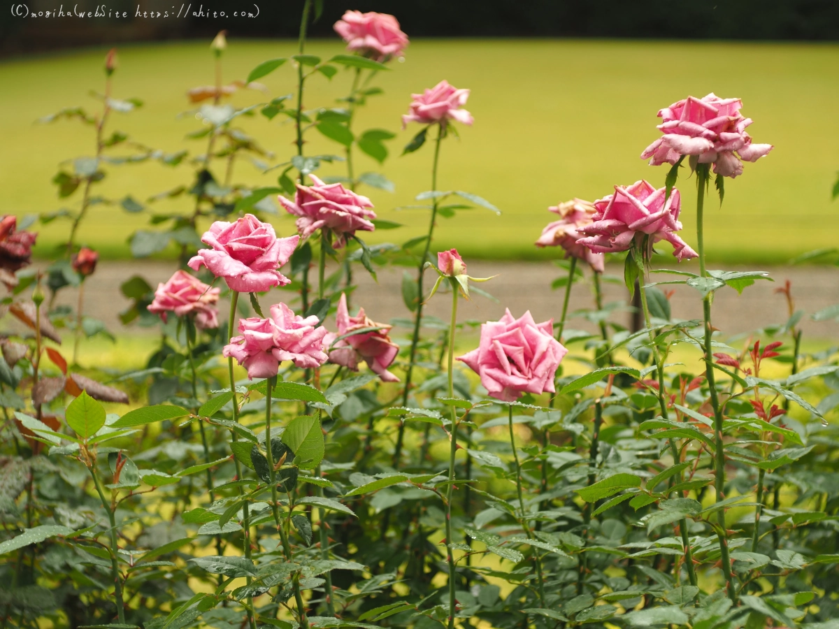 古河庭園の薔薇 - 10