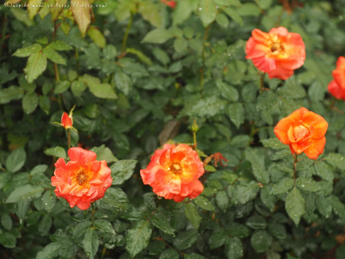 古河庭園の薔薇 - 17