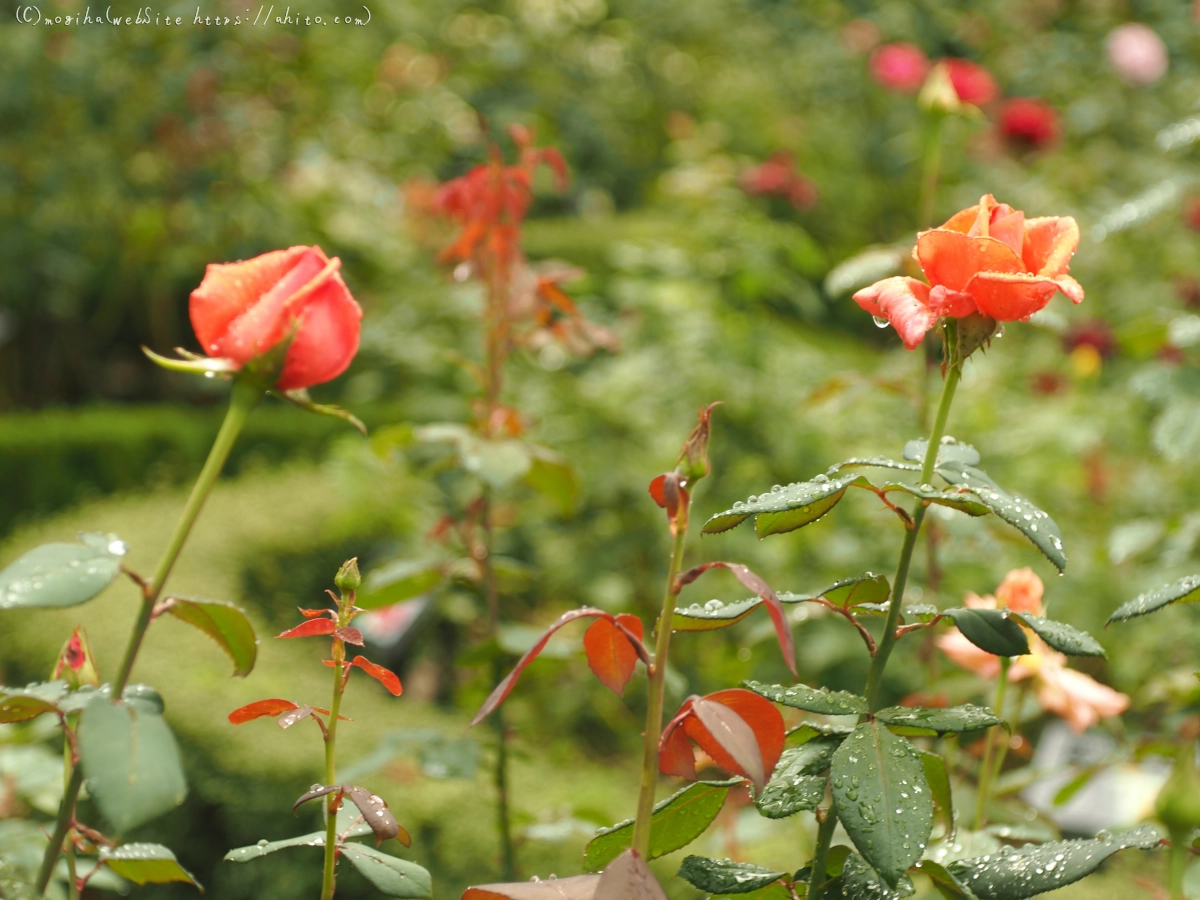 古河庭園の薔薇 - 18