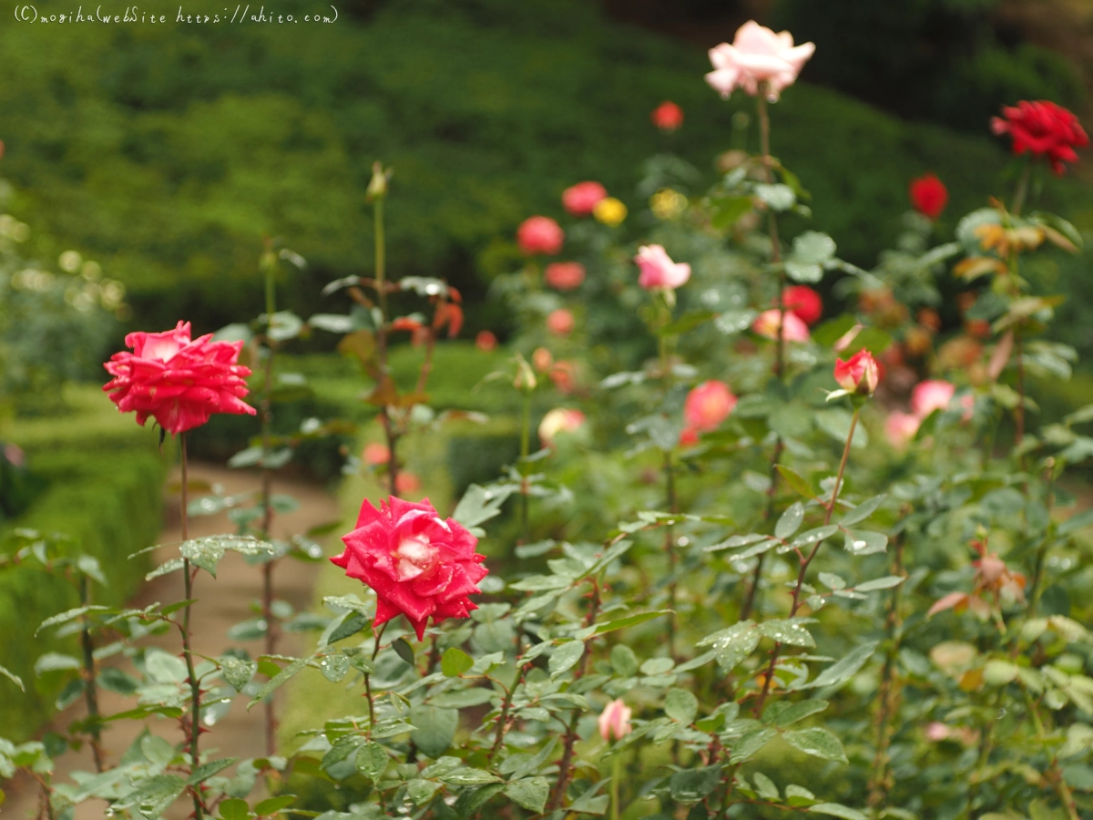 古河庭園の薔薇 - 22
