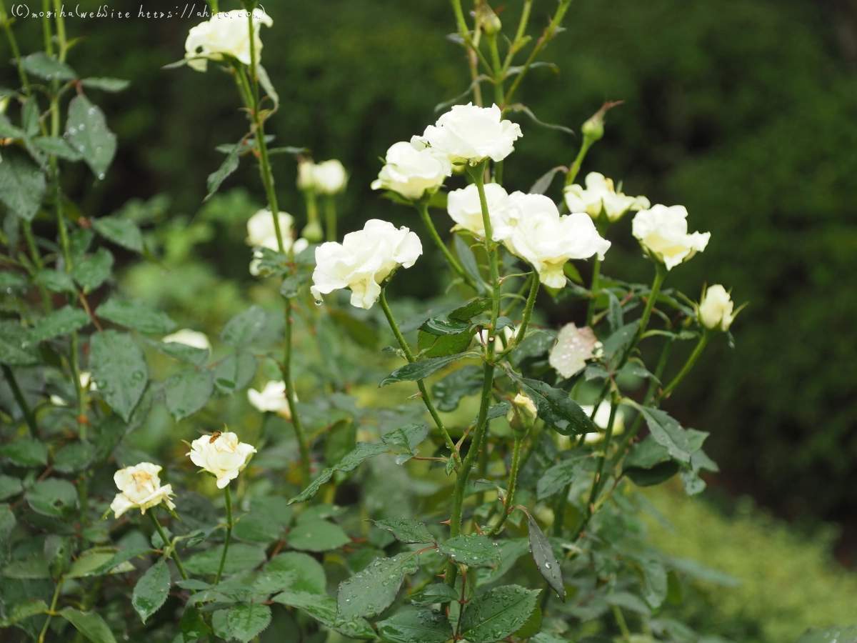 古河庭園の薔薇 - 24