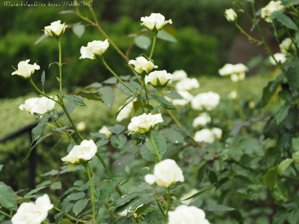 古河庭園の薔薇 - 25