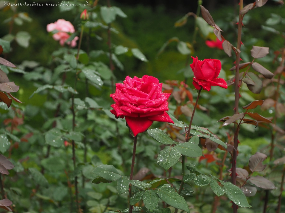 古河庭園の薔薇 - 28