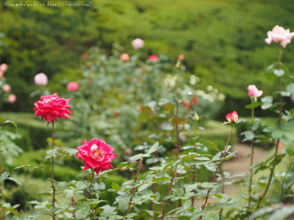 古河庭園の薔薇 - 35