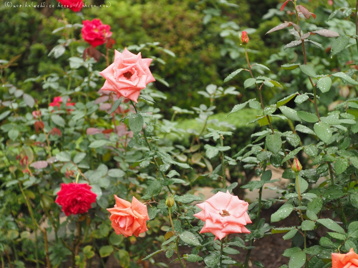 古河庭園の薔薇 - 36
