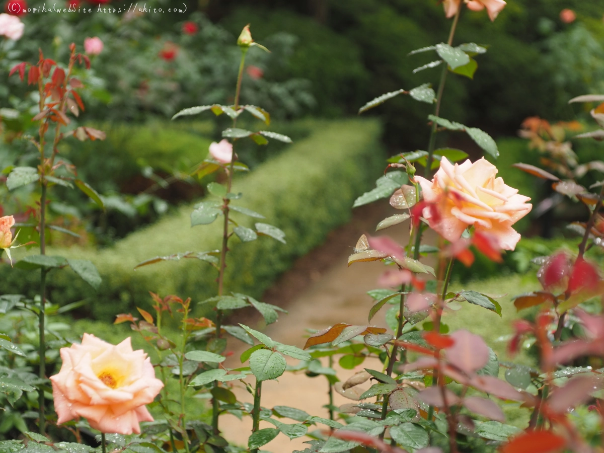 古河庭園の薔薇 - 37