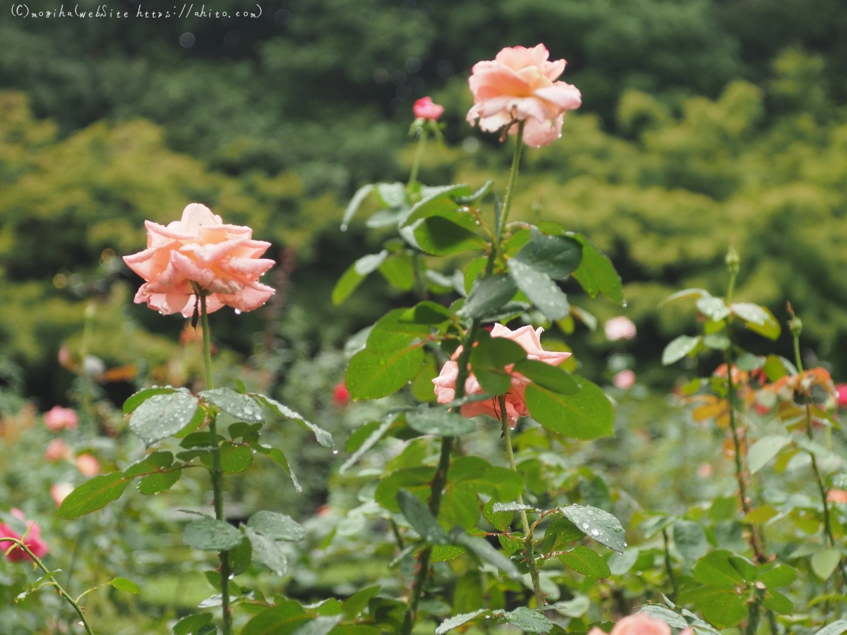 古河庭園の薔薇 - 40