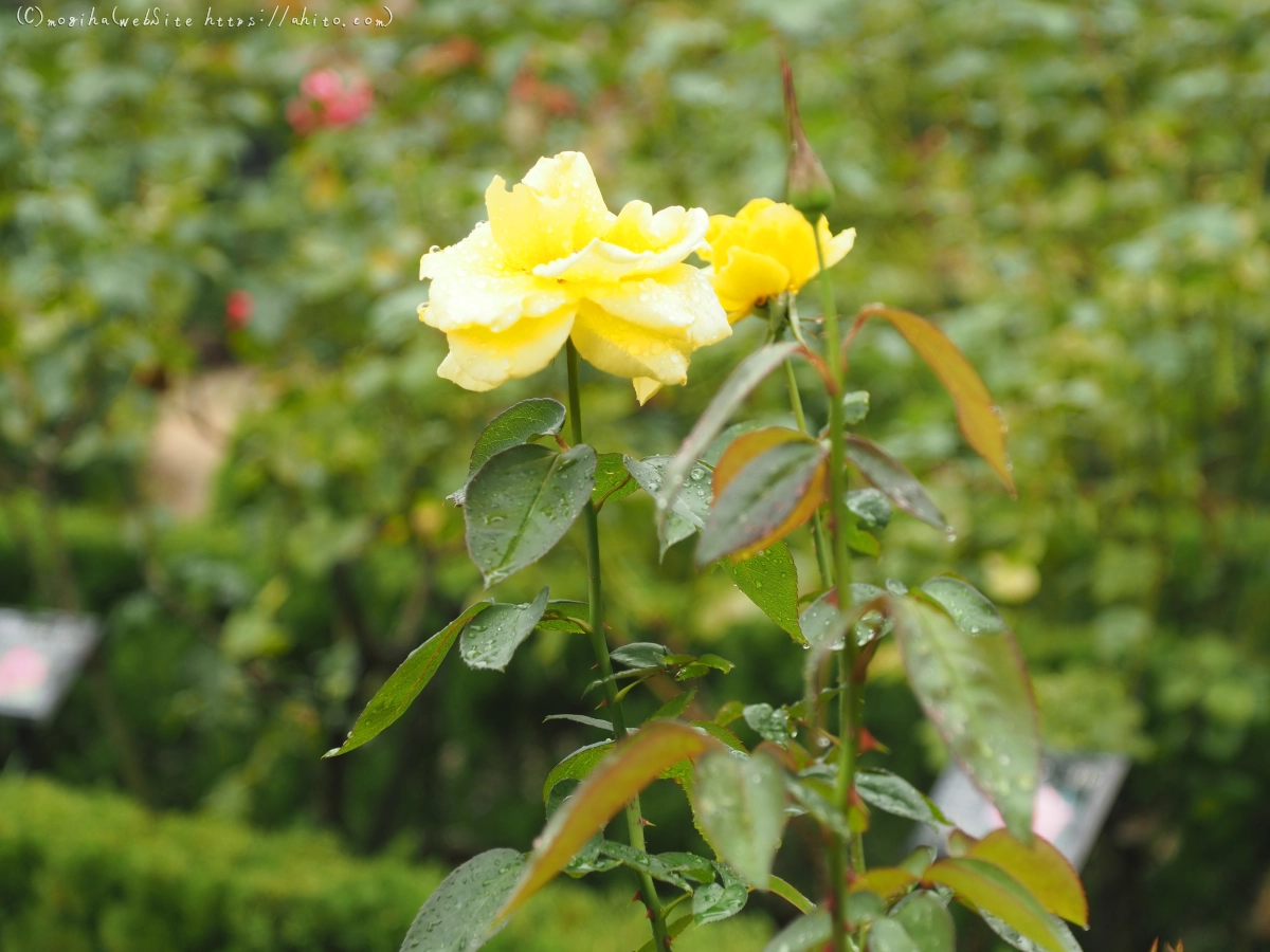 古河庭園の薔薇 - 41