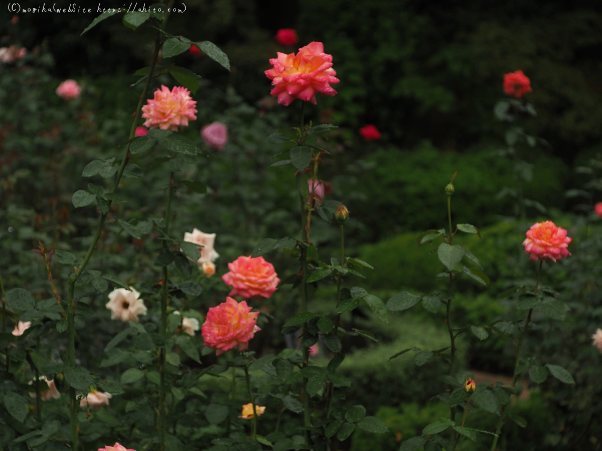 古河庭園の薔薇 - 42