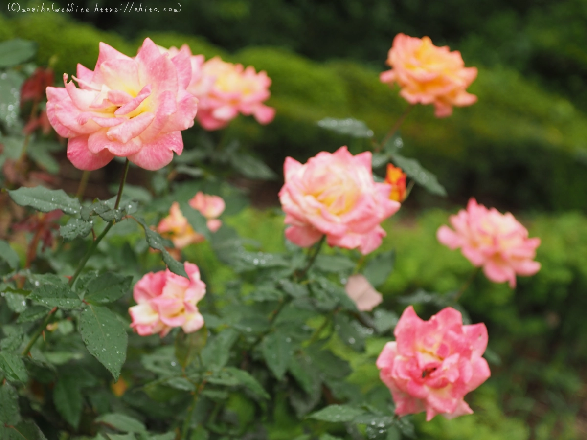 古河庭園の薔薇 - 46
