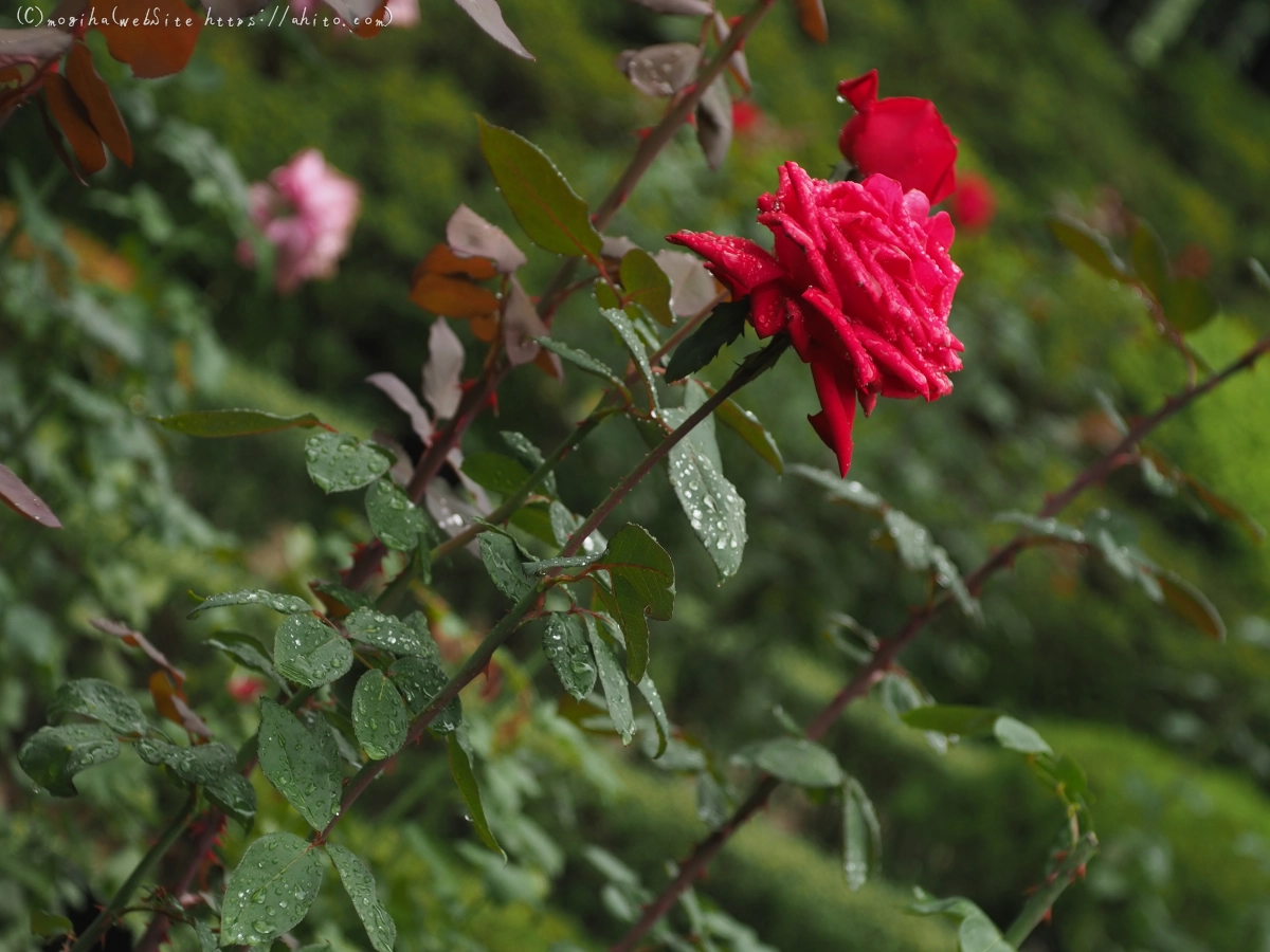 古河庭園の薔薇 - 47