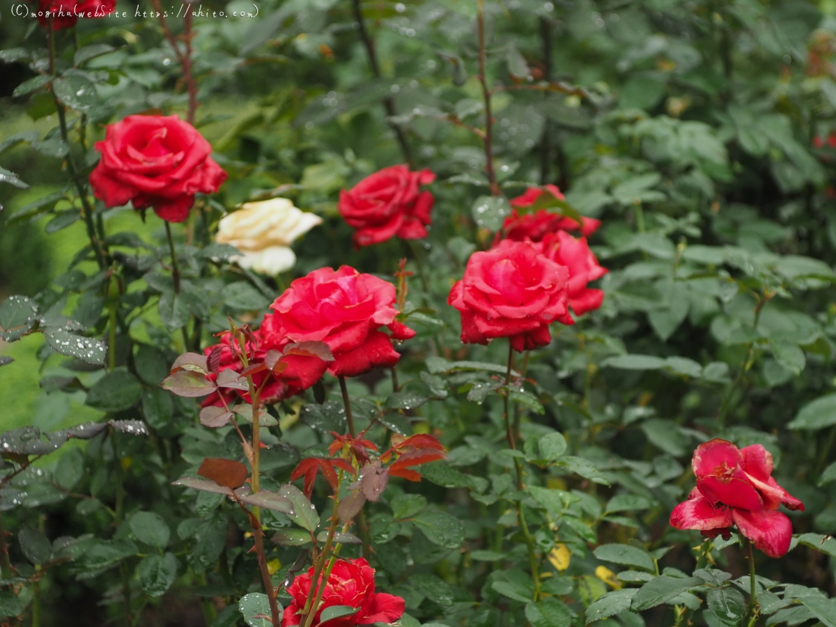 古河庭園の薔薇 - 52