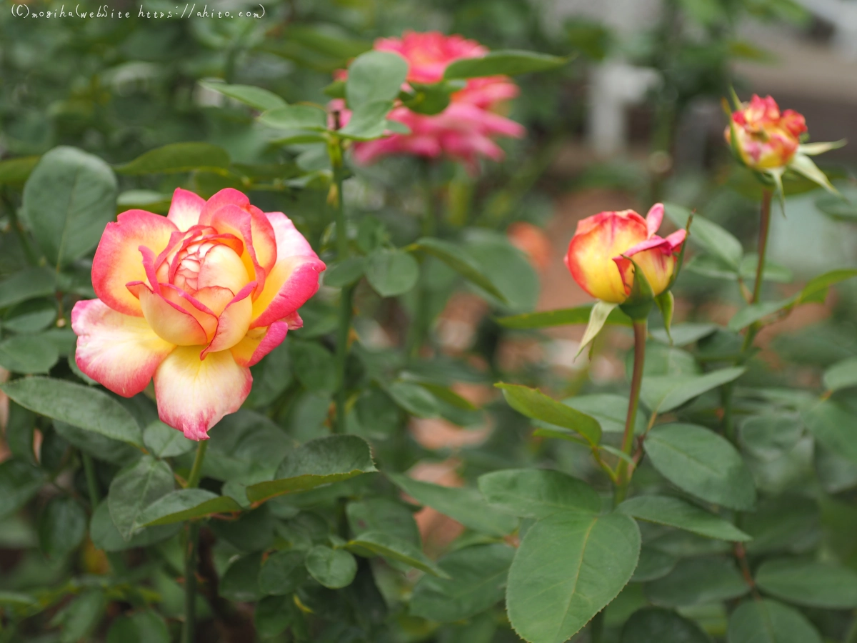 芝浦中央公園の薔薇園 - 01