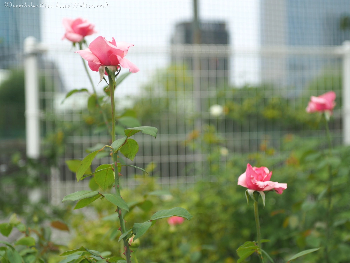 芝浦中央公園の薔薇園 - 02