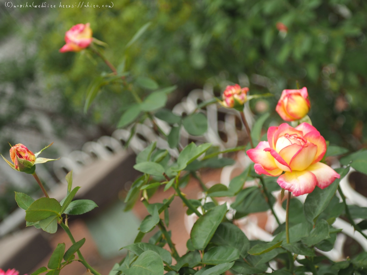 芝浦中央公園の薔薇園 - 04