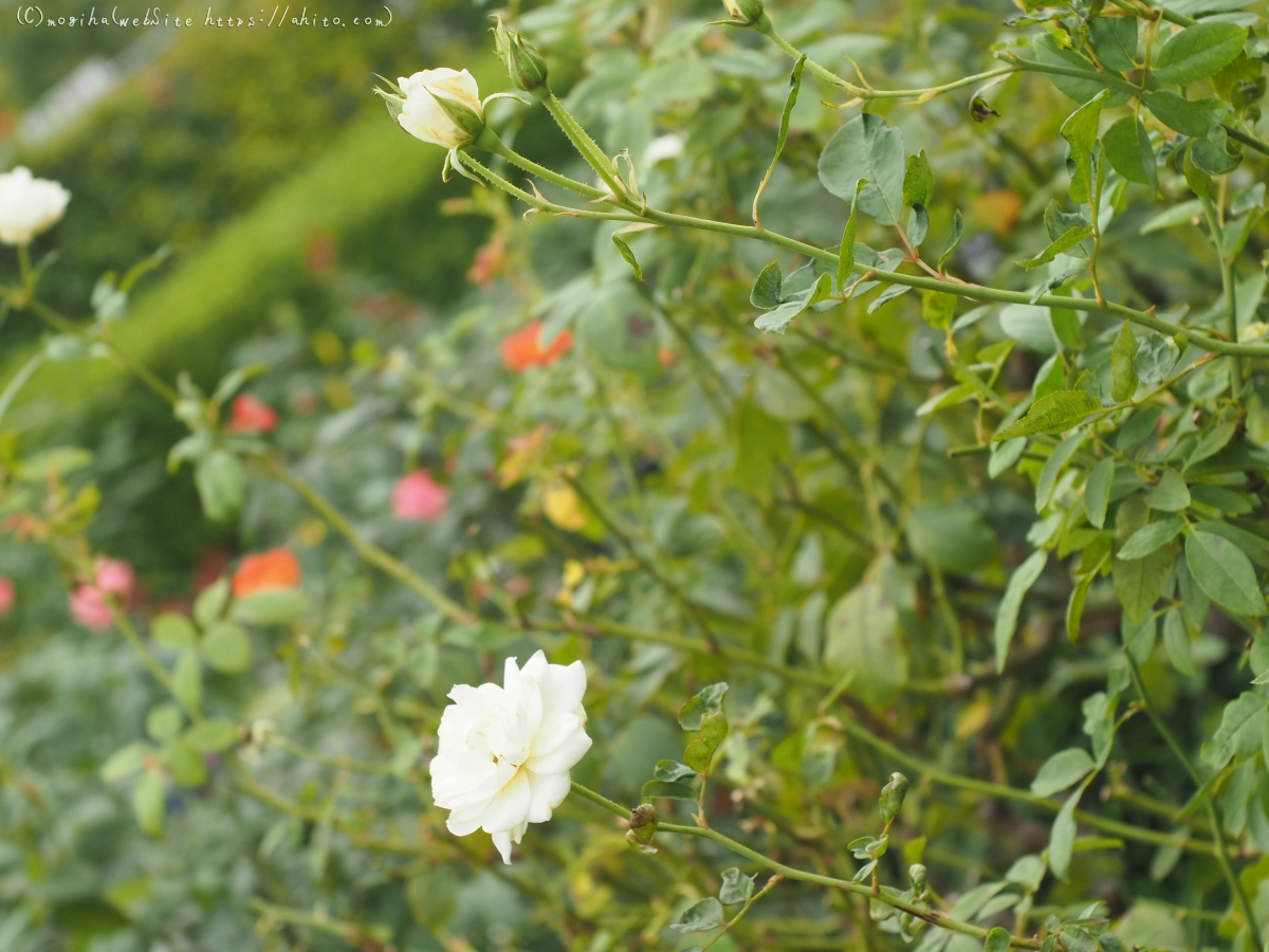 芝浦中央公園の薔薇園 - 09