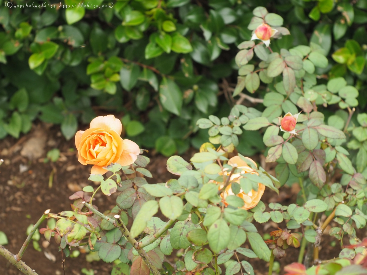 芝浦中央公園の薔薇園 - 15
