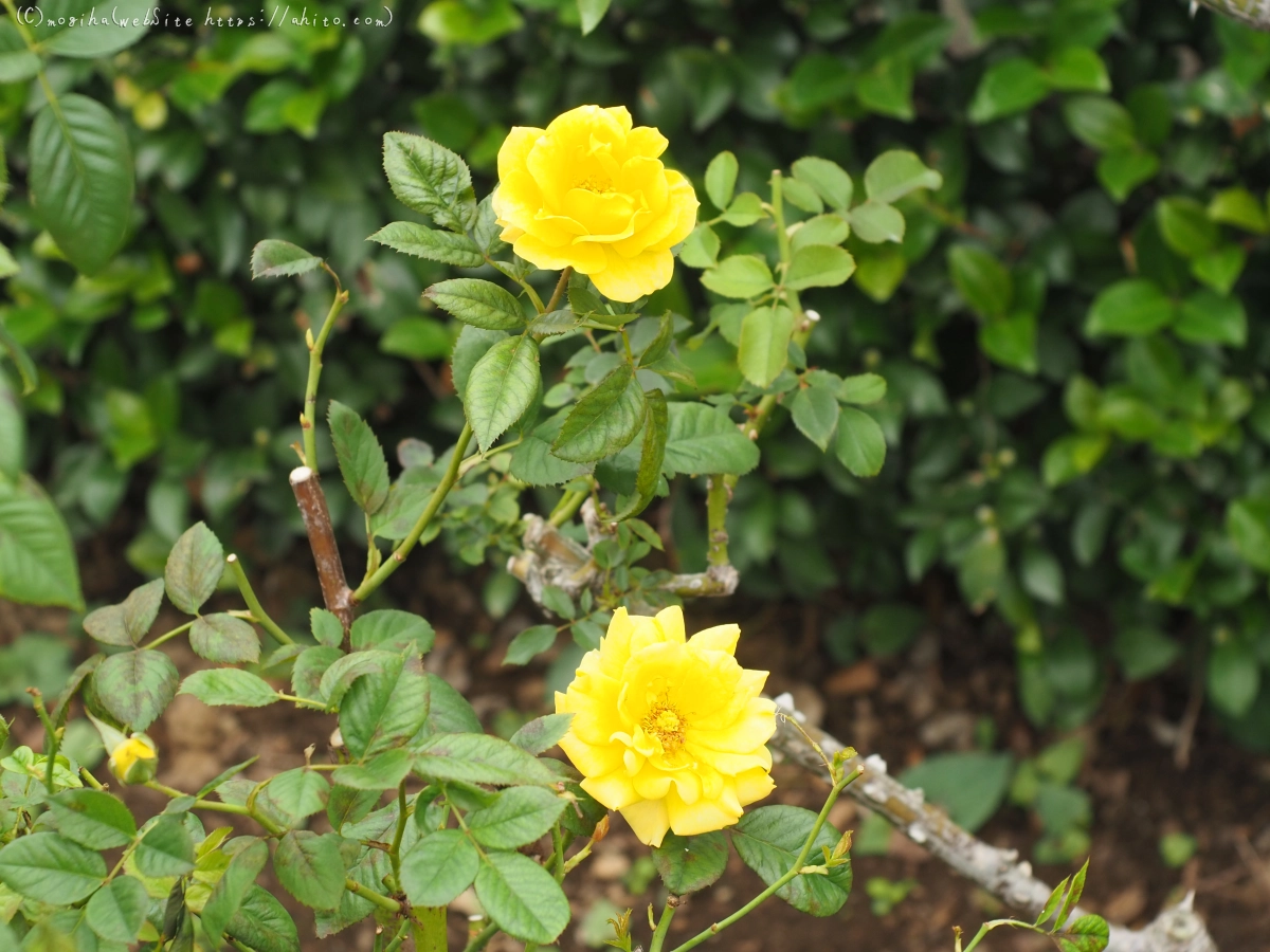 芝浦中央公園の薔薇園 - 16