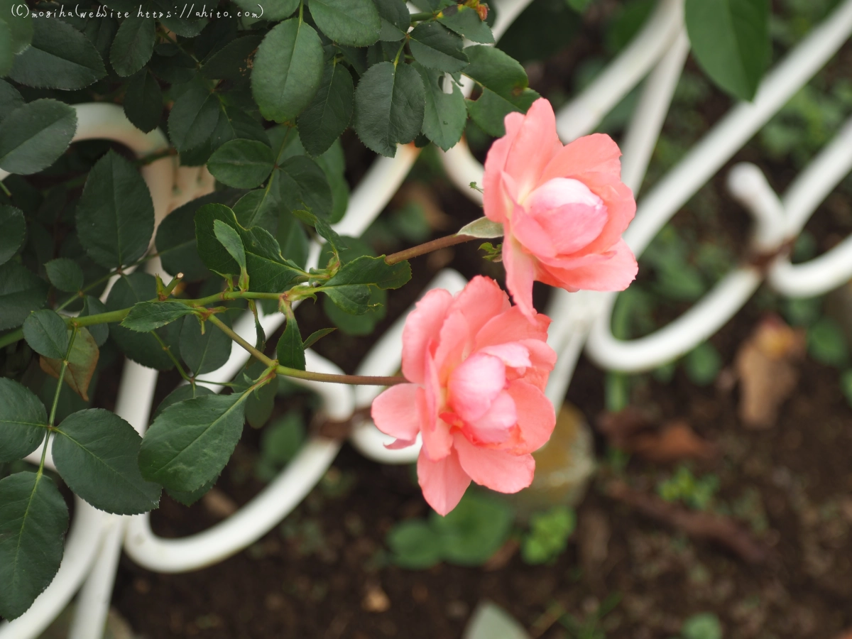 芝浦中央公園の薔薇園 - 17