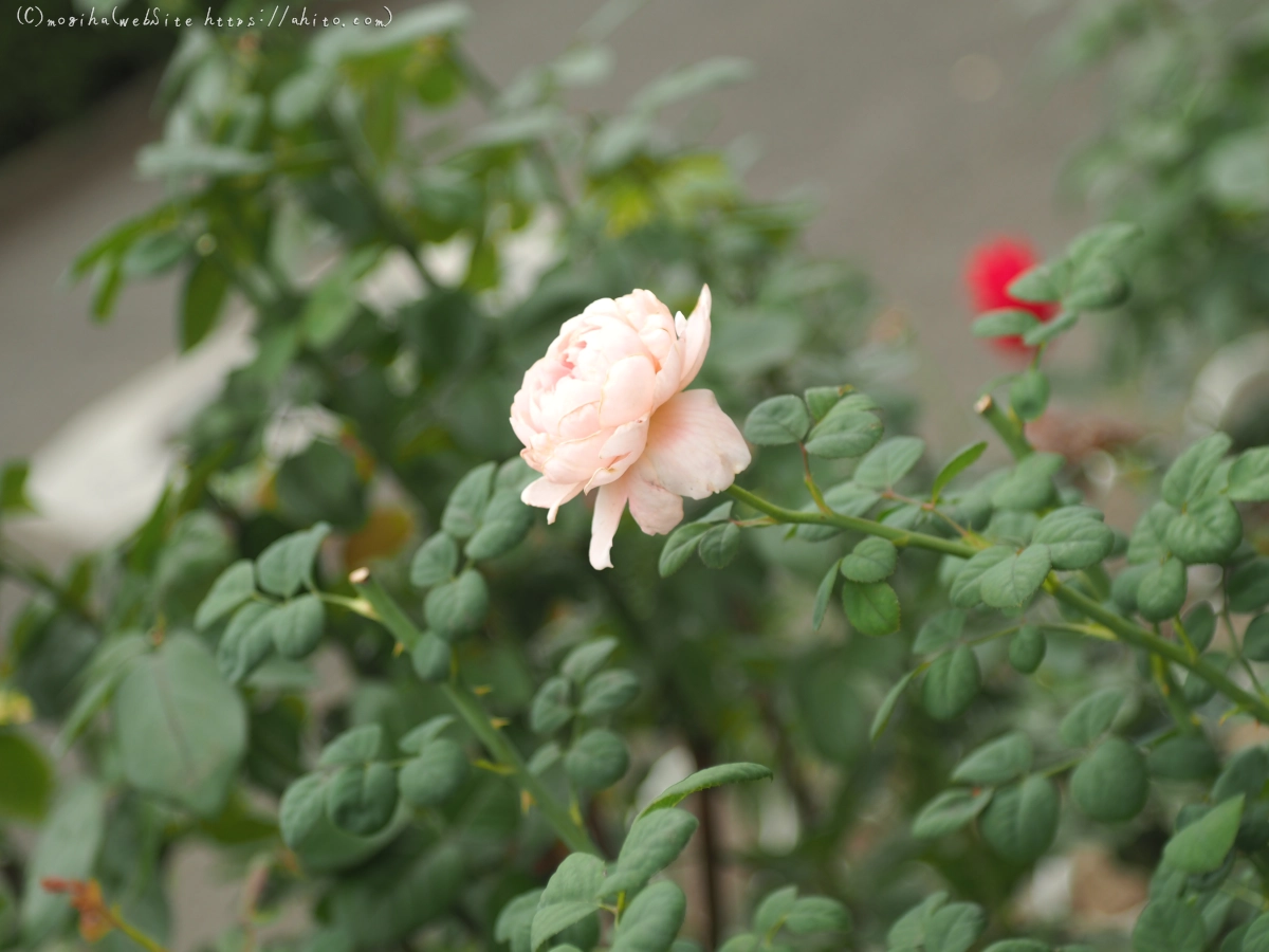 芝浦中央公園の薔薇園 - 20