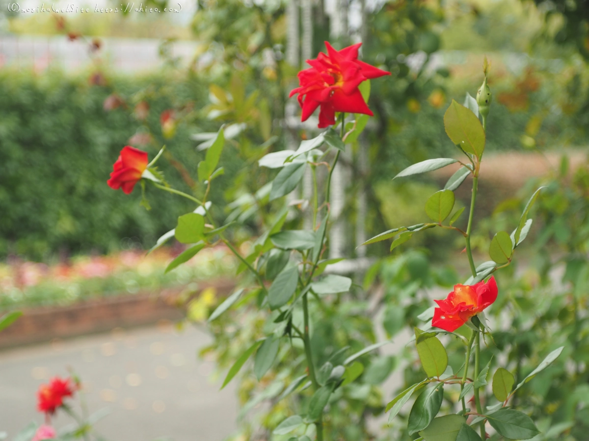 芝浦中央公園の薔薇園 - 22