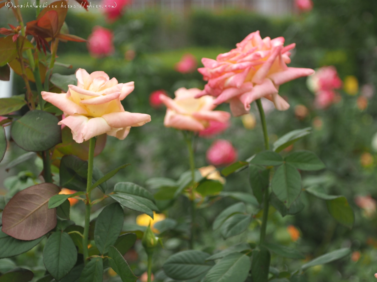 芝浦中央公園の薔薇園 - 27