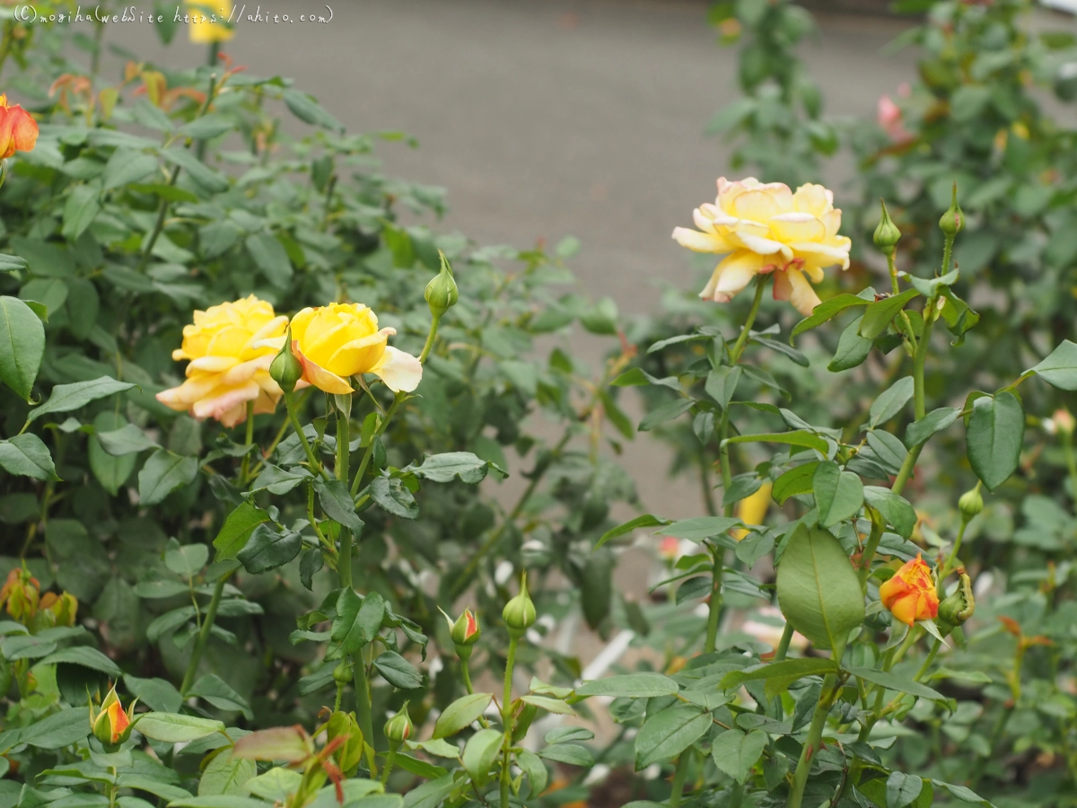 芝浦中央公園の薔薇園 - 30