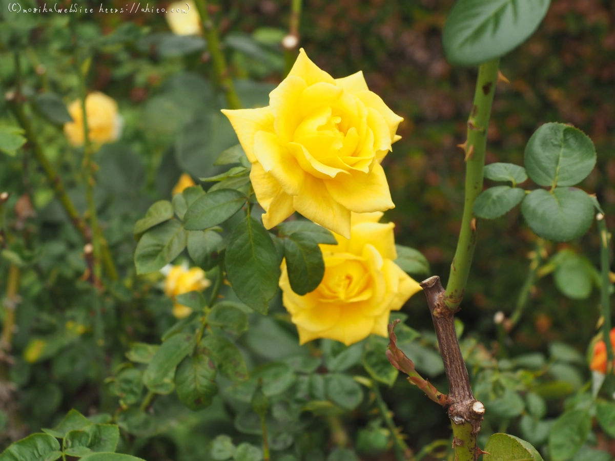 芝浦中央公園の薔薇園 - 31