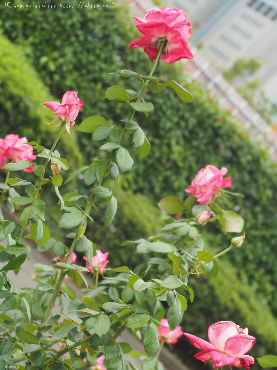 芝浦中央公園の薔薇園 - 32