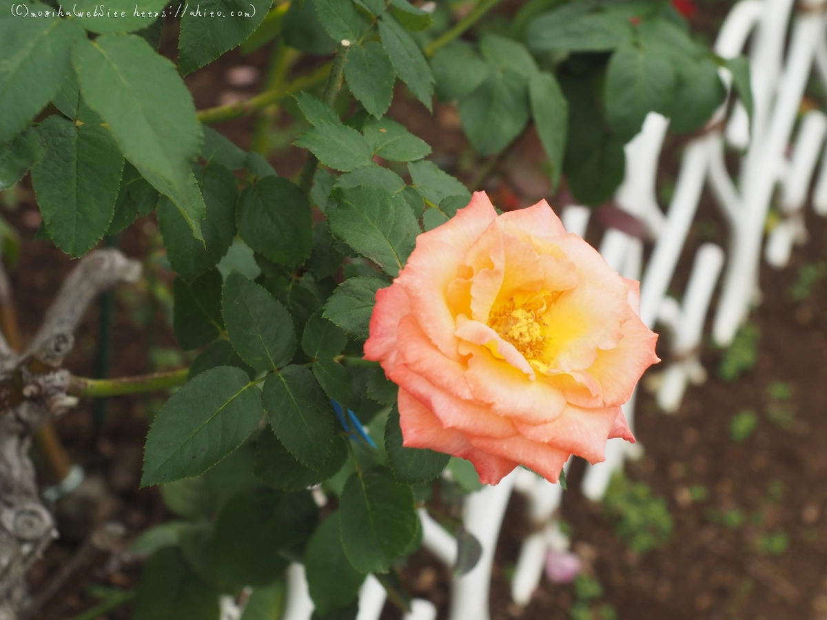 芝浦中央公園の薔薇園 - 39