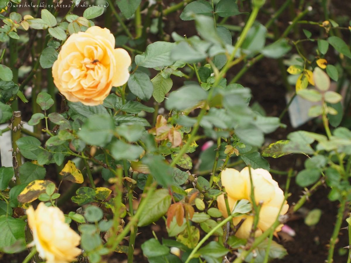 芝浦中央公園の薔薇園 - 43