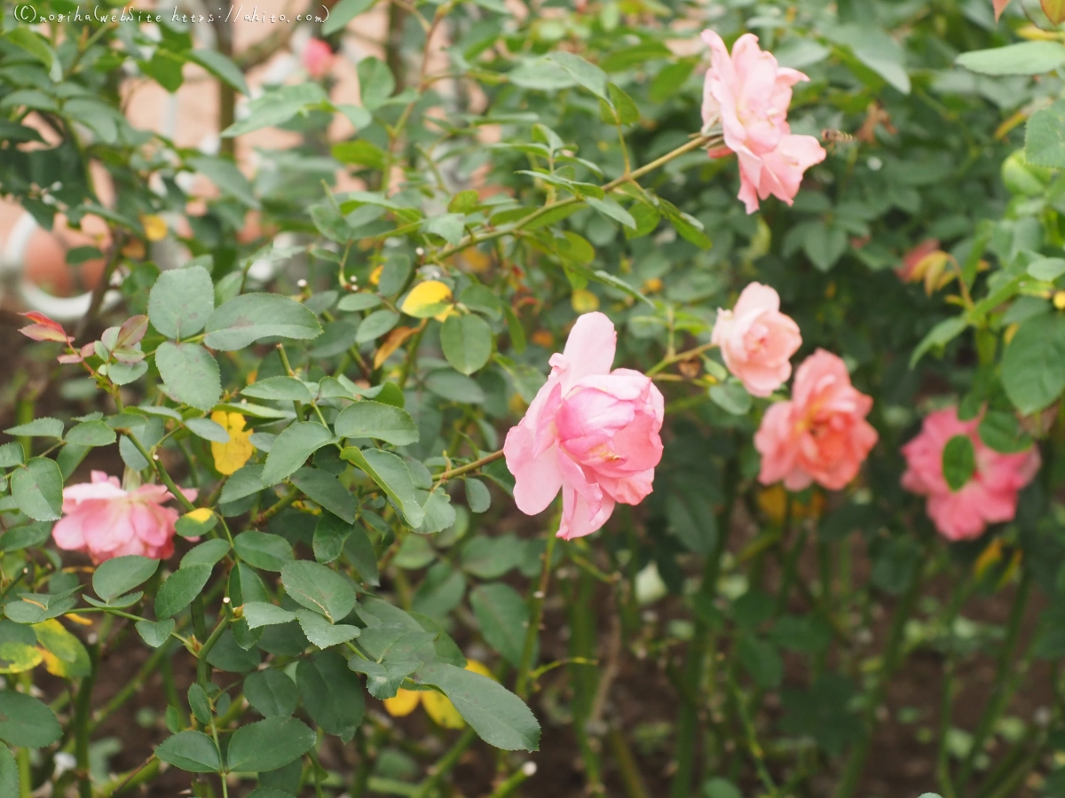 芝浦中央公園の薔薇園 - 44